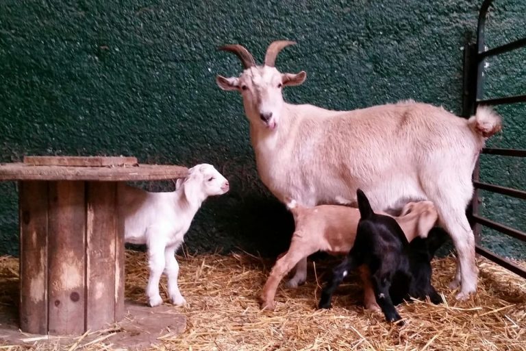 family of goats