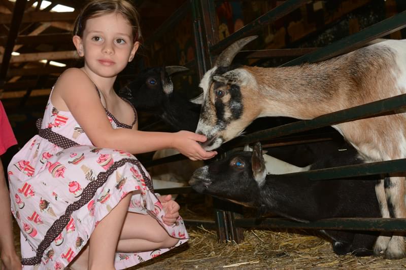 young girl feeding goat