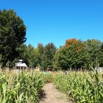 path through the corn field