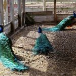 three peacocks in pen