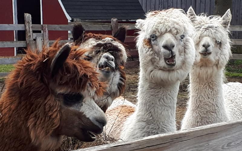 funny alpacas
