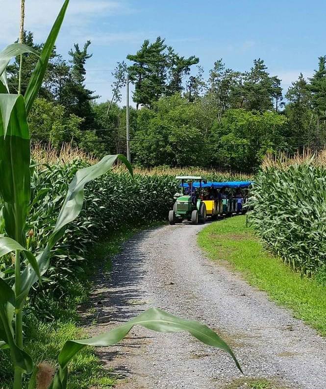 train returning through corn field